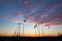 Des panaches de roseaux au coucher du soleil