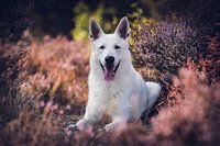 Weißer Schäferhund