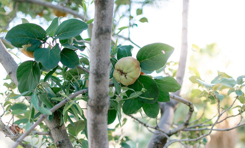 Sommerfrüchte | Reisefotografie | Südafrika von Sanne Dost