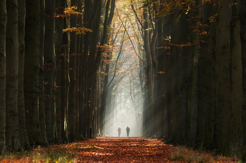 Walking into the Light by Martin Podt