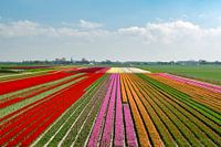 Bollenvelden bij Kloosterburen (Groningen)