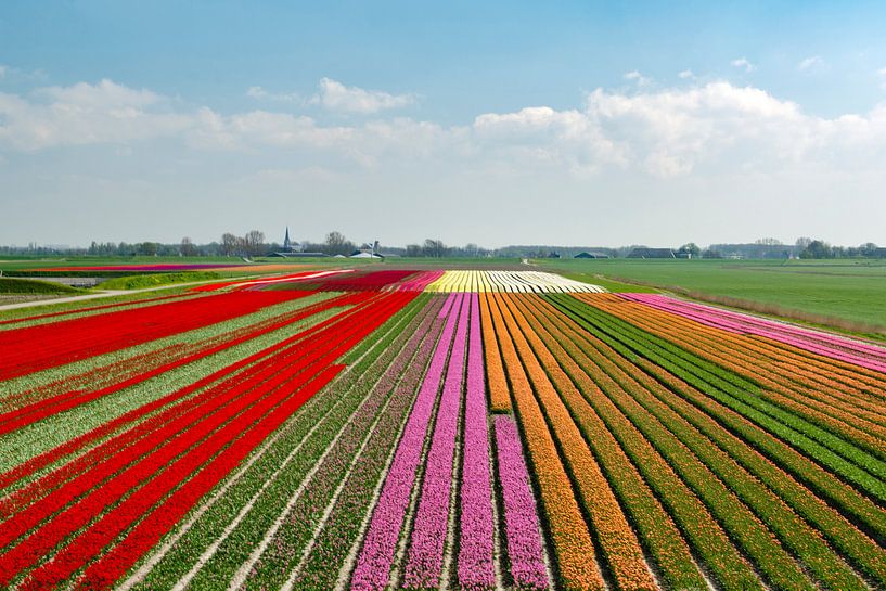 Bulb fields at Kloosterburen (Groningen) by Greet ten Have-Bloem
