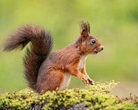 Red Squirrel