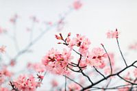 Cherry blossom with bee