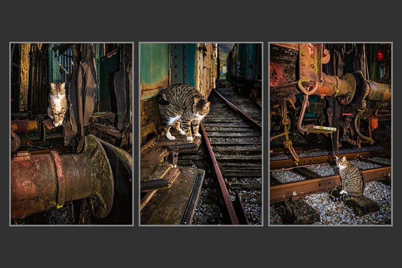 Le chat en mouvement par Rob Boon