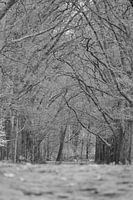  Tree branches over a forest path on the Hoge Veluwe black and white 