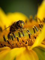 Bee enjoys sunflower