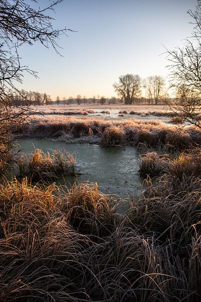 Wiese und Bäume im Winter, Landschaftsaufnahme am Morgen von Fotos by Jan Wehnert