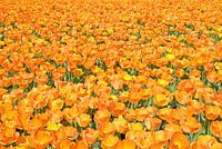 OrangeTulips