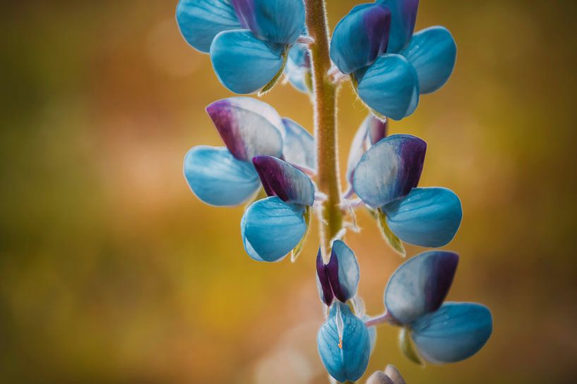 Paarse bloemblaadjes par Stedom Fotografie