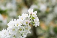 Overdaad aan bloesem