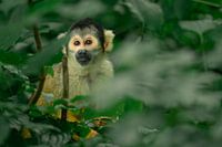 Squirrel monkey among greenery