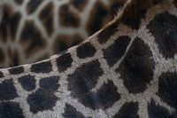 Le pelage d'une girafe dans le rôle principal