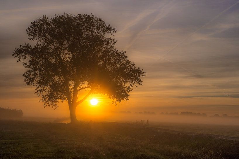 Zonsopkomst bij boom par Moetwil en van Dijk - Fotografie