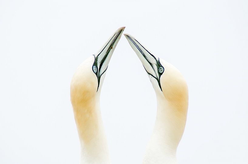 samen von Willem Hoogsteen