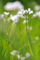 dansende bloemen in de lente