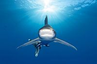 Oceanic whitetip shark straight out of the sun