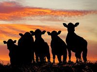 Vaches au coucher du soleil