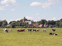 Polder with cows and church
