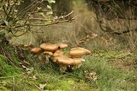 Paddestoel in de hei