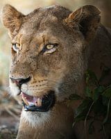 Majestätische Löwin