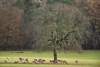 Rustikaler Herbstmorgen an der alten Eiche