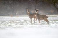 Des cerfs dans la neige