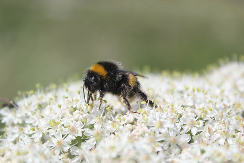 Bij op een bloem by Sebastiaan van der Burg