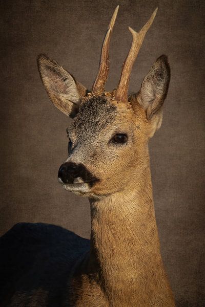 Reindeer: Portrait Ree by By Marjolein Design