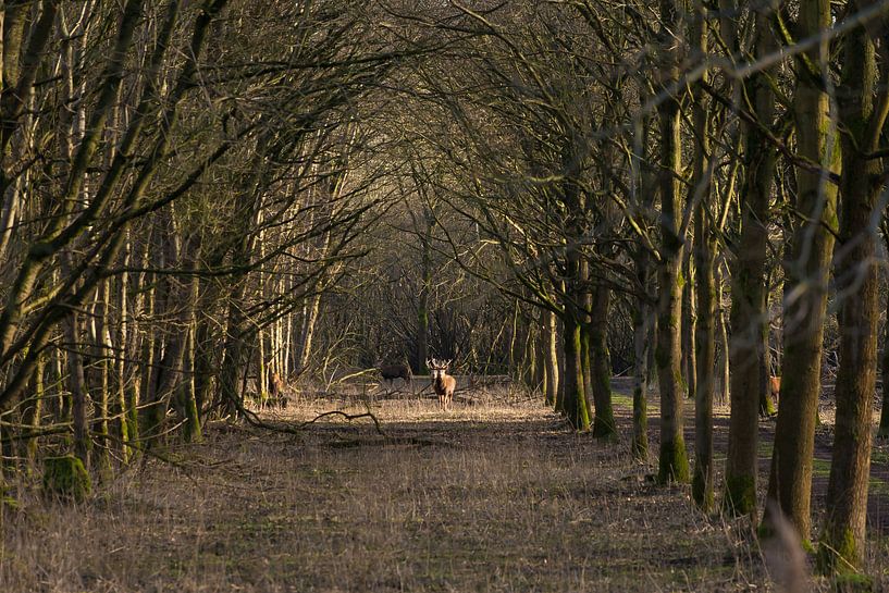 Edelherten in de Oostvaarders plassen von Brian Morgan
