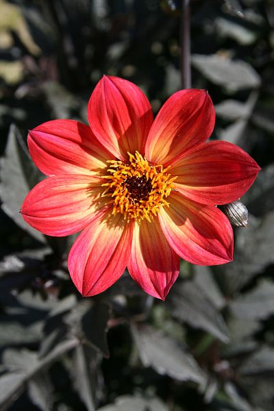 Flower in the sun. by Hanne Berden