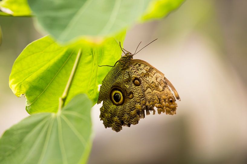 Papillon hibou sur une feuille, photo d'animal tropical, photo de nature par Martijn Schrijver