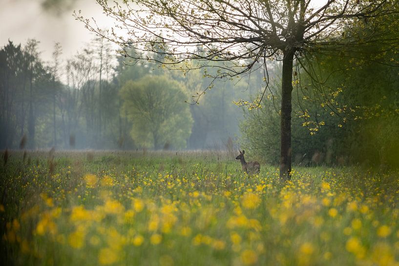 Cerf dans une prairie fleurie par un matin brumeux. par Lucia Leemans