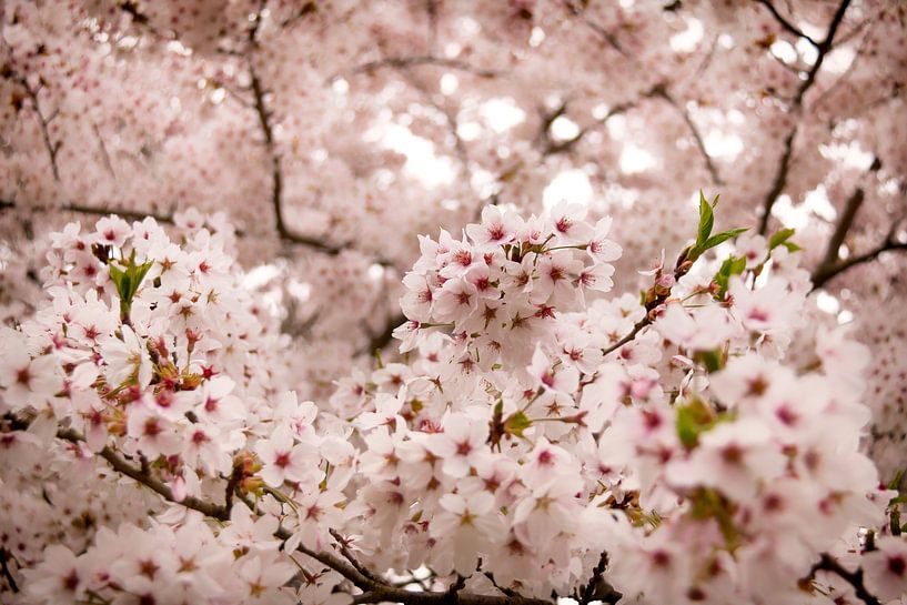 Lente von Jeannet Bijlsma