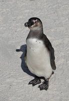 Are you talking to me?