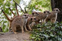 Groepje stokstaarten