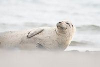 "Lächelnder Seehund"