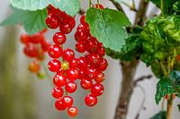 Rote Beere an einem Strauch mit grünen Blättern.