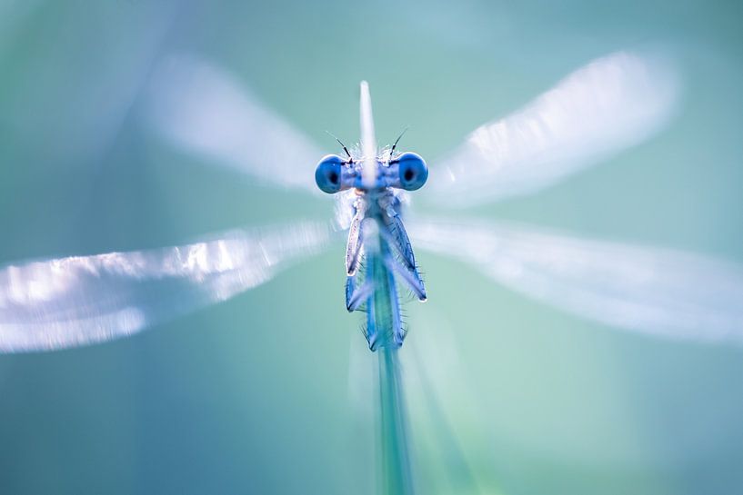 Morgenlibelle von Nanda Bussers