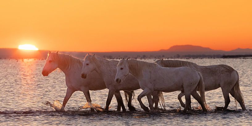 Chevaux dans la mer au lever du soleil (Camargue) par Kris Hermans