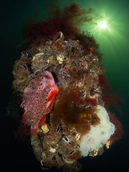 Lompe à son nid dans l'Escaut oriental. par René Weterings