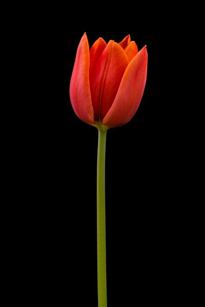 Rode Tulp par Jan Peter Mulder