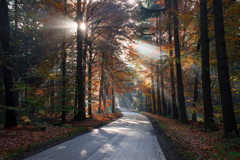 Herfstochtend Sallandse Heuvelrug von Charlene van Koesveld