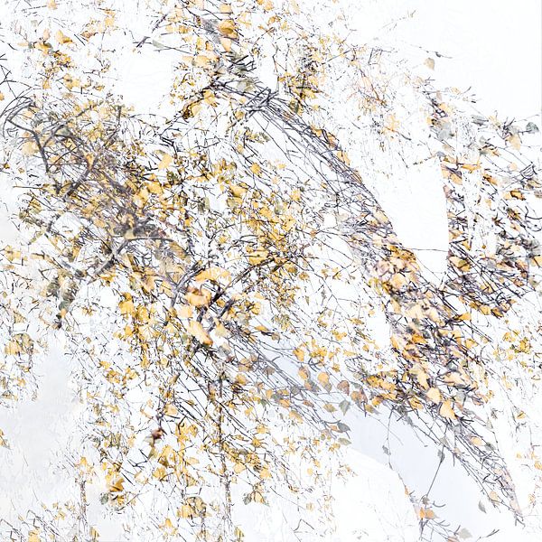 Herbstwald abstrakt von Ingrid Van Damme fotografie