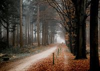 Nebel in einem Winterwald mit orangefarbenen Blättern | Mastbos Breda Niederlande