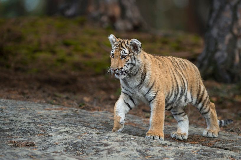 Koenigstiger ( Panthera tigris ), Jungtier von wunderbare Erde