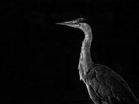 Portrait of a Grey Heron