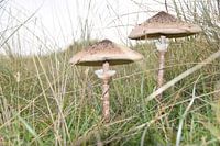 Mushrooms in the dune area