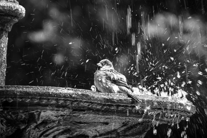 A Sparrow Takes A Shower by Studio Mirabelle