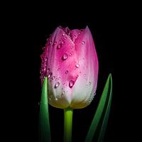 Roze Tulp